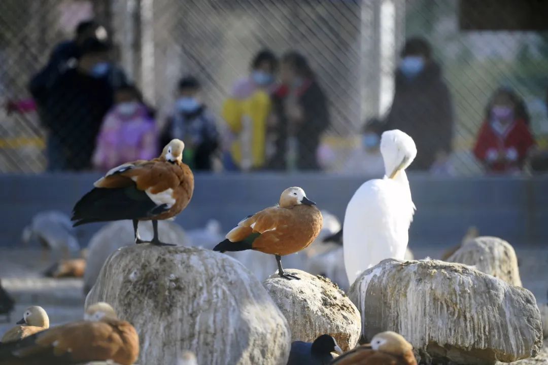 银川中山公园动物园要搬到这里项目选址公示中