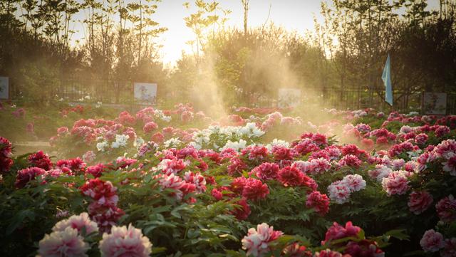 让世界倾听花开的声音|牡丹|菏泽|花开_新浪新闻