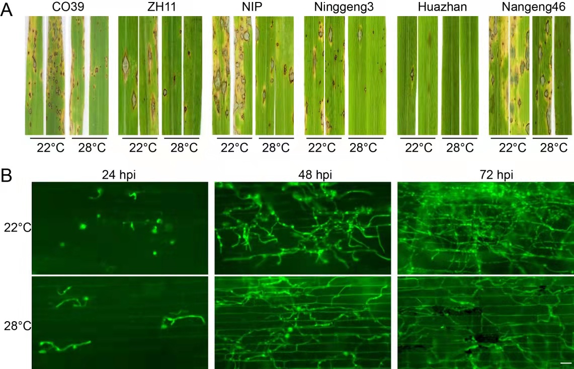 叶鞘侵染实验表明,接种48小时后,22℃稻瘟病菌的侵染菌丝扩展快于28
