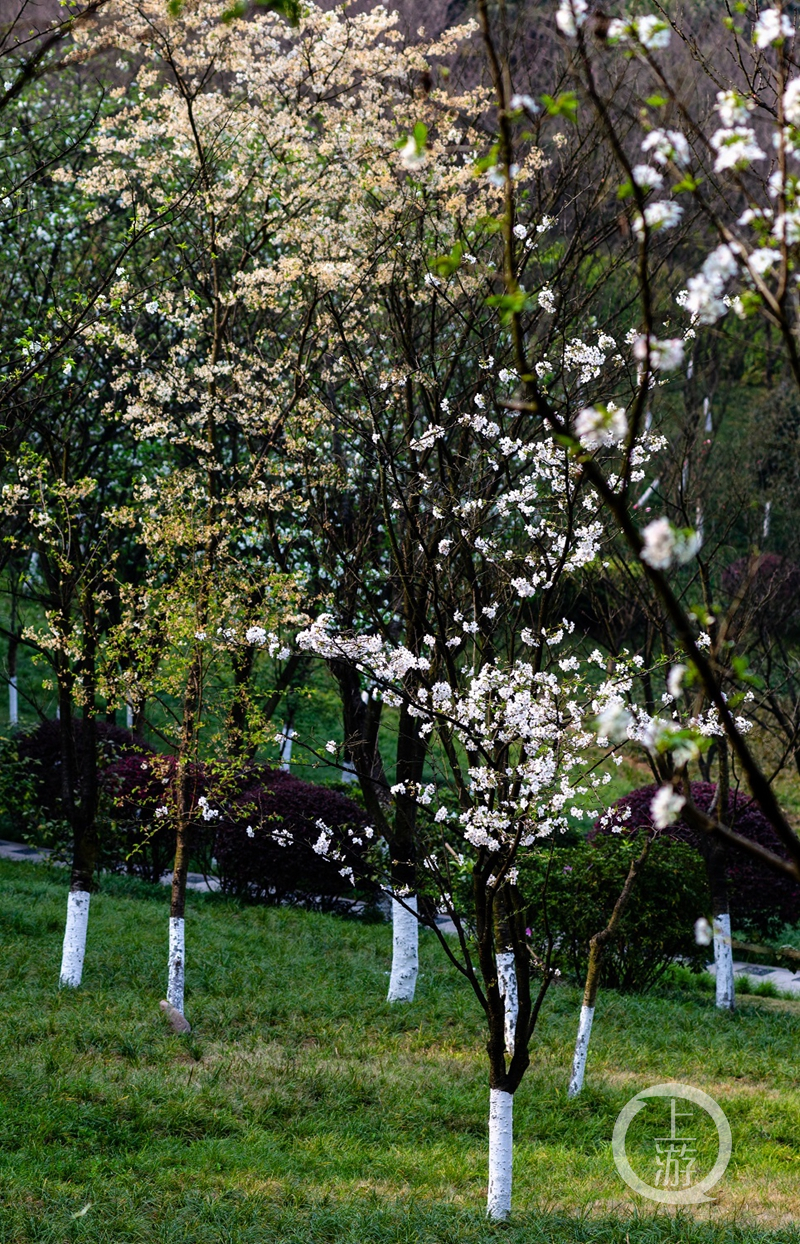 贴梗海棠红韵犹存,红叶李也还未谢尽,而白色的樱花又在园内深情的地