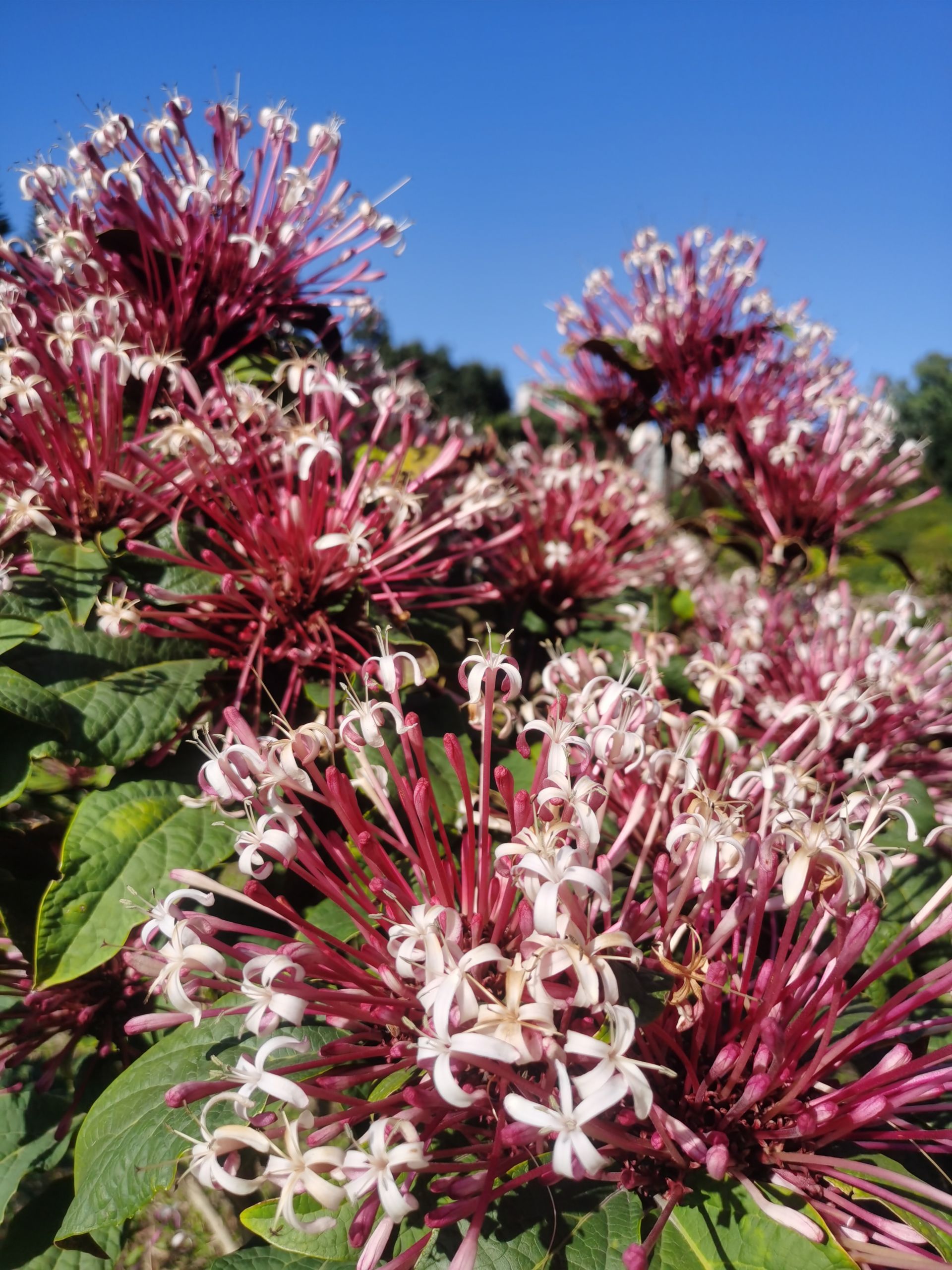 深圳莲花山烟火树花开热情绽放
