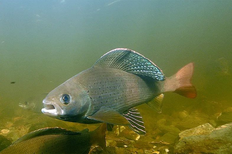 黑龙江鱼类三花五罗十八子名实图考最新修正版