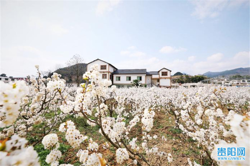贵阳乌当区下坝镇樱桃花开等你来