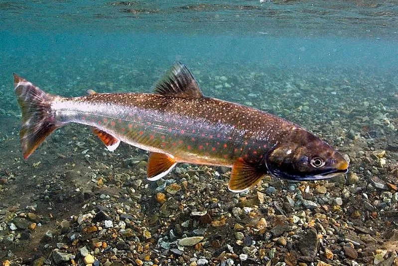 黑龙江鱼类三花五罗十八子名实图考最新修正版