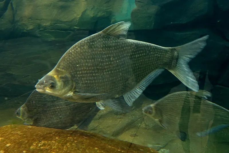 黑龙江鱼类"三花五罗十八子"名实图考(最新修正版)|长春市|黑龙江省