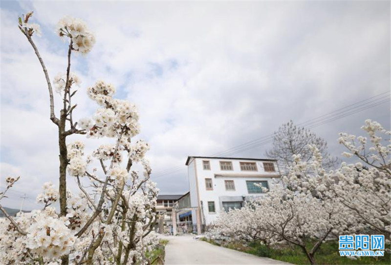 贵阳乌当区下坝镇樱桃花开等你来