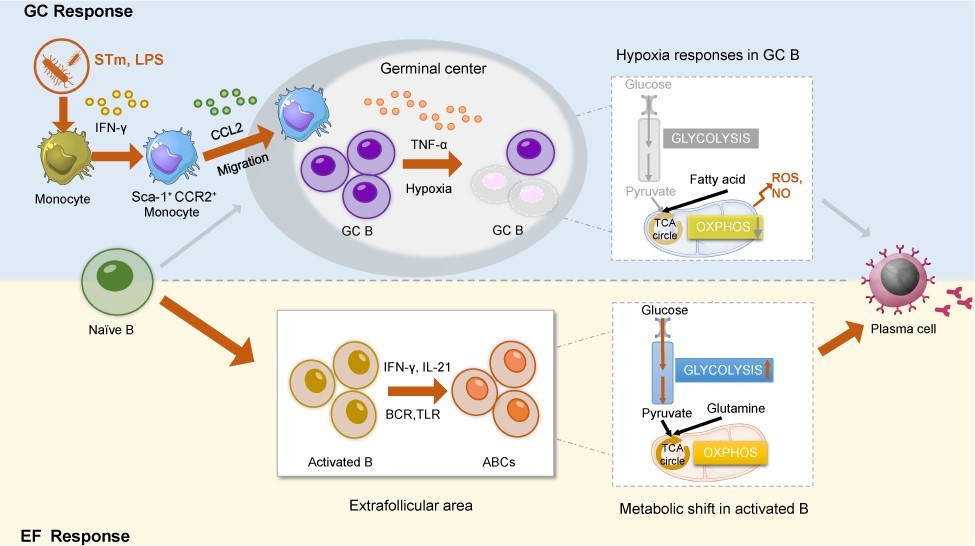 重症新冠肺炎患者的免疫防御路径发生"变道" 仁济最新研究为疾病治疗