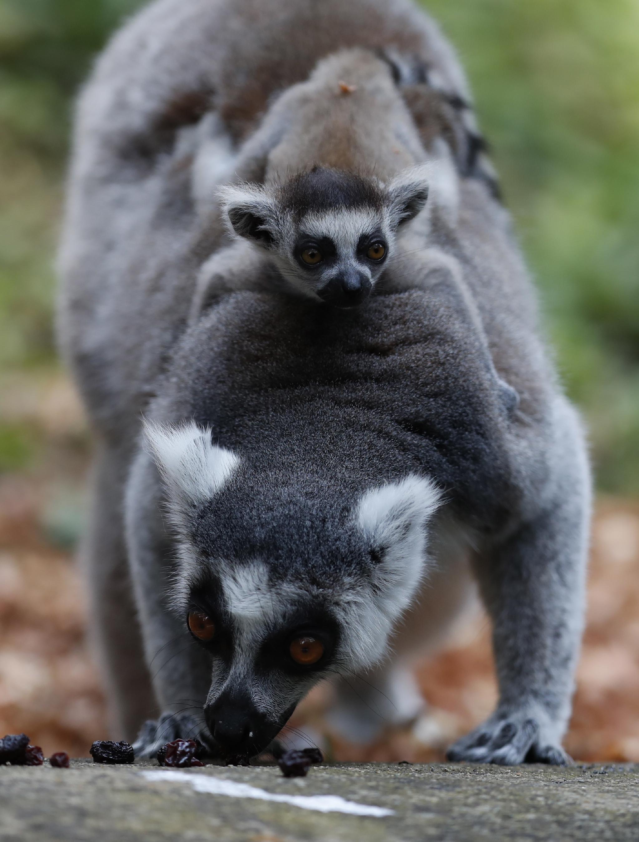 哥伦比亚卡利动物园的动物幼崽