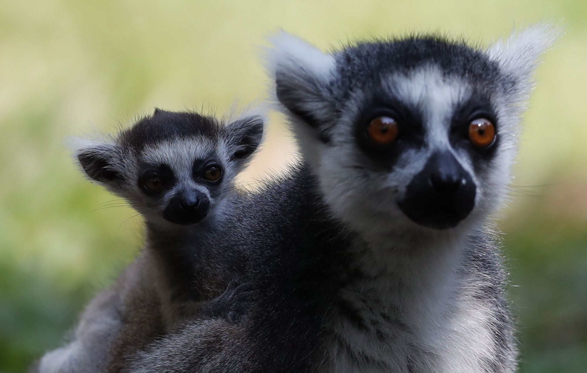 哥伦比亚卡利动物园的动物幼崽|卡利动物园|哥伦比亚|环尾狐猴_新浪新