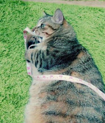 主人给肥猫咪测量腰围猫咪一副不敢置信的样子我有那么胖吗