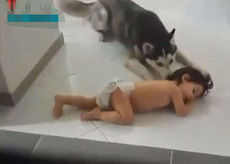 哈士奇被小主人压住腿睡觉，它却抬起脚使劲踹宝宝头，家人看懵了休闲区蓝鸢梦想 - Www.slyday.coM