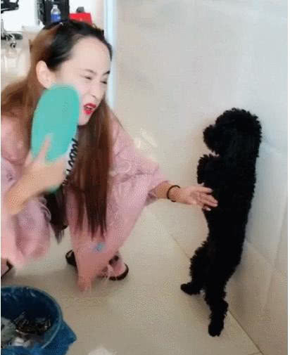 为了教育小泰迪主人也太拼了亲自叼垃圾桶里的东西用拖鞋打脸