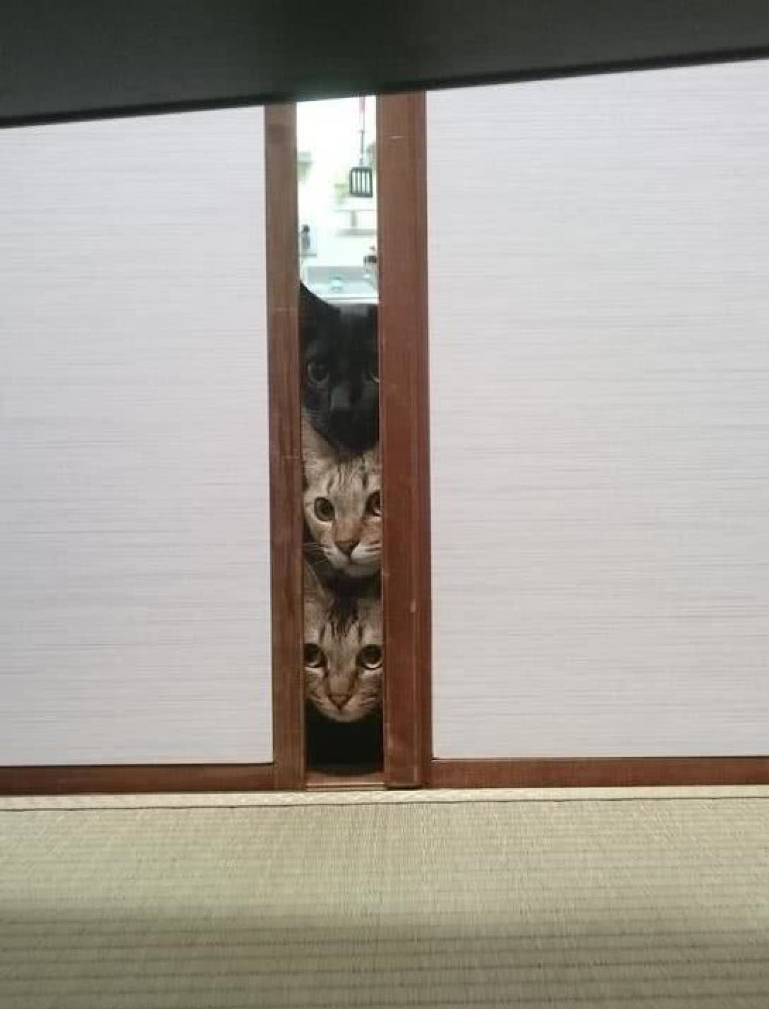 主人在厨房做美食三只猫咪躲在门口偷看主人转过头笑喷了