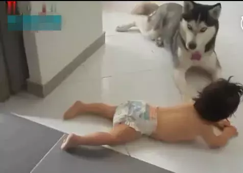 哈士奇被小主人压住腿睡觉，它却抬起脚使劲踹宝宝头，家人看懵了休闲区蓝鸢梦想 - Www.slyday.coM