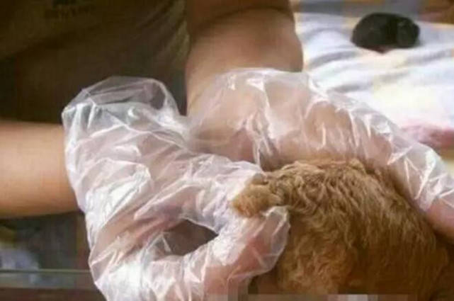 男子狠心剪断小奶狗尾巴，让人不解，竟是因为这样的一句话休闲区蓝鸢梦想 - Www.slyday.coM