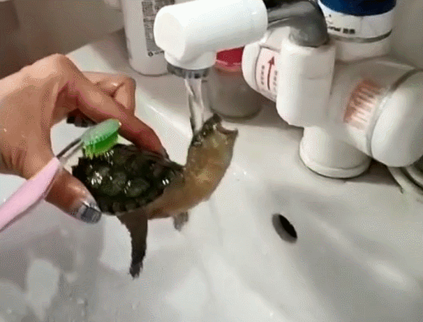 主人给乌龟洗澡一脸享受的表情接下来这个动作网友都想歪了