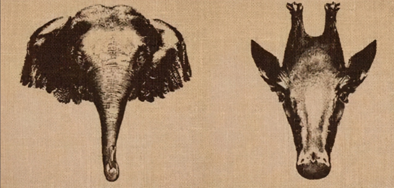 32张活久未见的照片，8岁女孩智商超过爱因斯坦，世界上最大的花休闲区蓝鸢梦想 - Www.slyday.coM