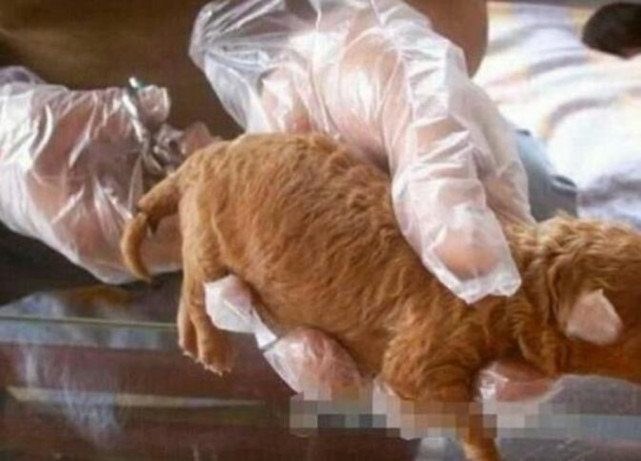 男子狠心剪断小奶狗尾巴，让人不解，竟是因为这样的一句话休闲区蓝鸢梦想 - Www.slyday.coM