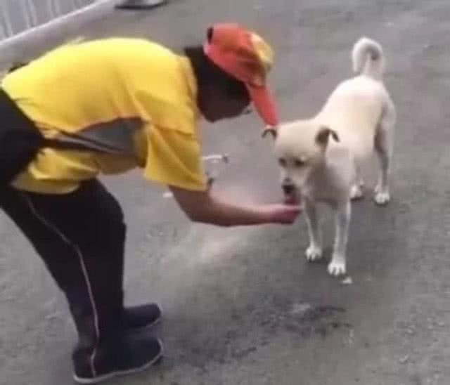 流浪狗在大街上四处游荡，众人见此纷纷远离，女子做法让人暖心休闲区蓝鸢梦想 - Www.slyday.coM