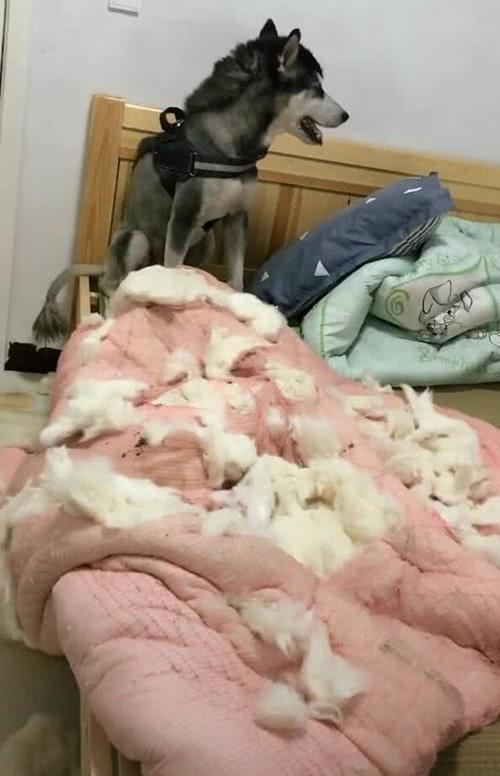 哈士奇拆被子,把棉花都扯出来了,气的主人提根来见!__财经头条