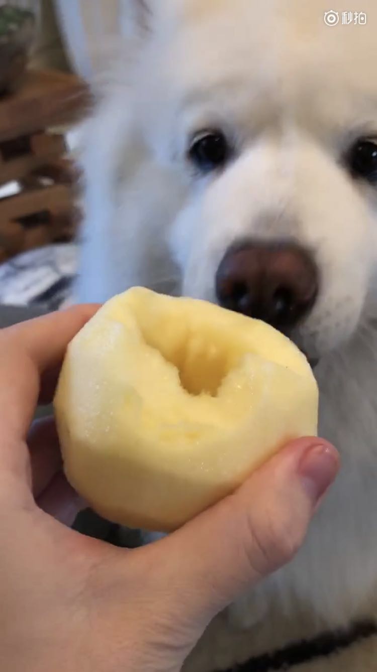 狗狗最贪吃,可是当主人喂它苹果时,狗狗的做法让人感动不已|狗狗|主人