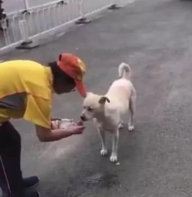 流浪狗在大街上四处游荡，众人见此纷纷远离，女子做法让人暖心休闲区蓝鸢梦想 - Www.slyday.coM
