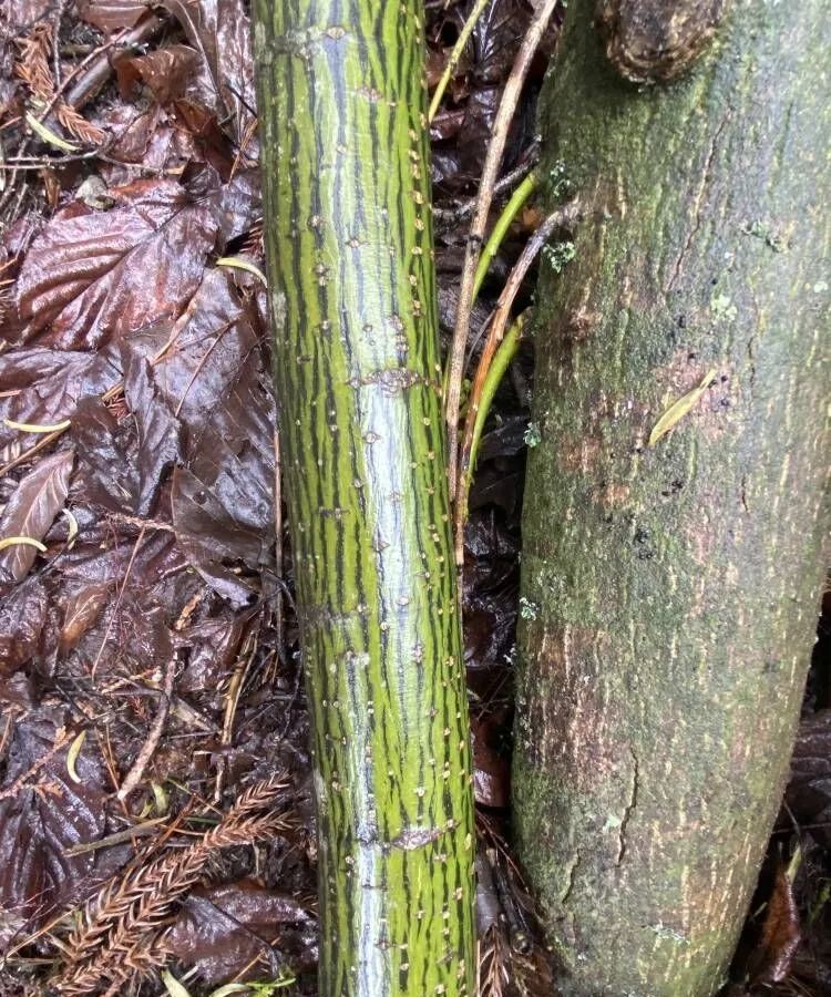 幼年时树皮非常美观,翠绿色的外皮纵裂成蛇皮状或青蛙皮状,断断续续