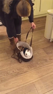 朋友遛狗不栓绳,一个包包就能乖乖带狗出去,还不怕丢!休闲区蓝鸢梦想 - Www.slyday.coM 朋友遛狗不栓绳,一个包包就能乖乖带狗出去,还不怕丢!休闲区蓝鸢梦想 - Www.slyday.coM