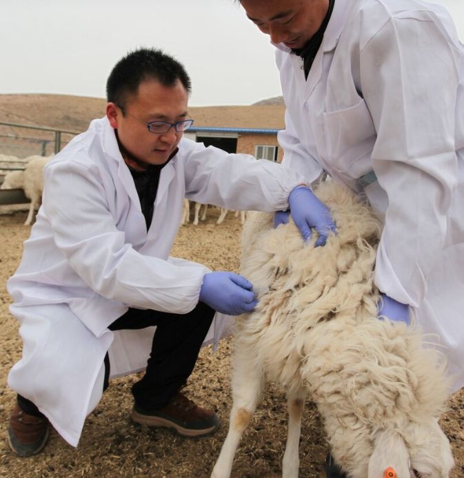 养羊掌握万能驱虫方法羊的寄生虫一扫而光