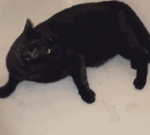 黑猫不知从哪沾了亮粉浑身闪闪主人再也不怕找不到它了