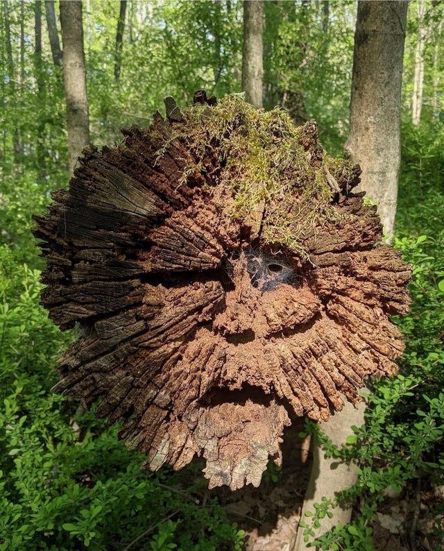 32张活久未见的照片，8岁女孩智商超过爱因斯坦，世界上最大的花休闲区蓝鸢梦想 - Www.slyday.coM