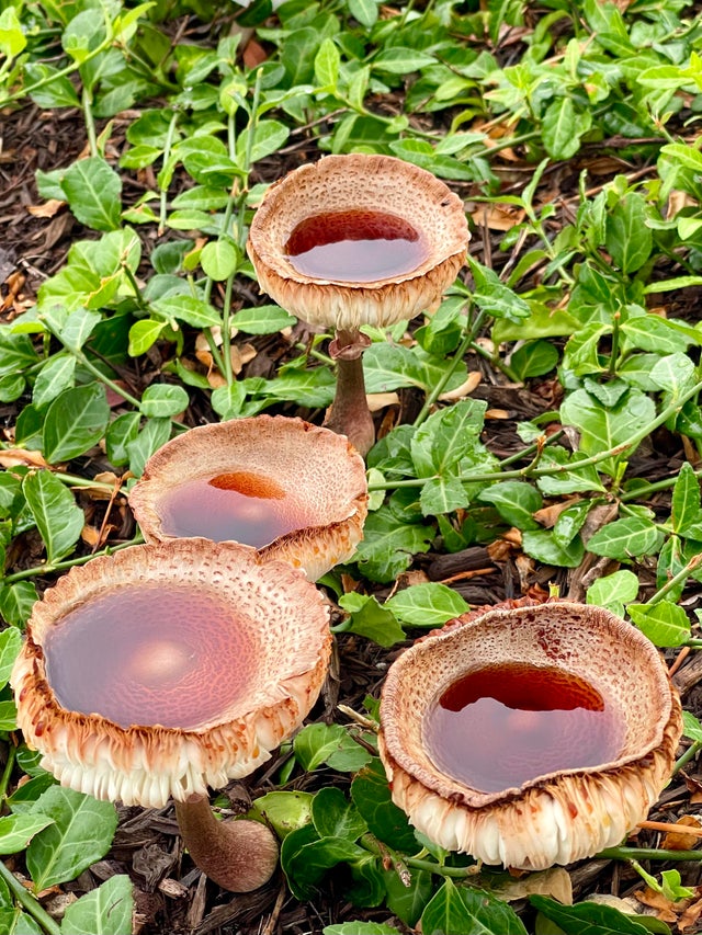 32张活久未见的照片，8岁女孩智商超过爱因斯坦，世界上最大的花休闲区蓝鸢梦想 - Www.slyday.coM