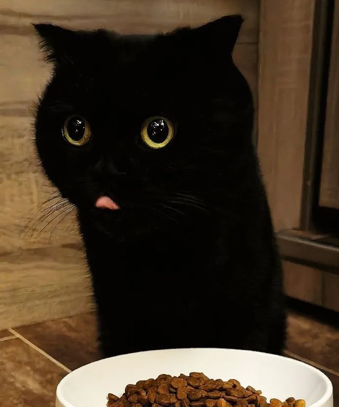 网红黑猫千岁岁中毒就医凶手是家里一盆平平无奇的多肉