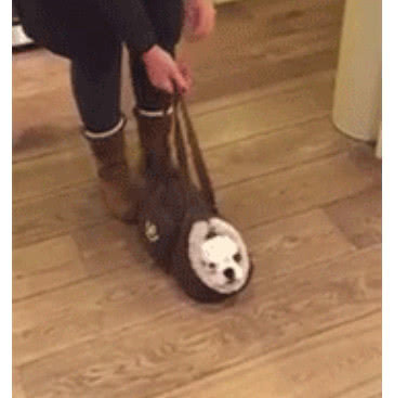 朋友遛狗不栓绳,一个包包就能乖乖带狗出去,还不怕丢!休闲区蓝鸢梦想 - Www.slyday.coM 朋友遛狗不栓绳,一个包包就能乖乖带狗出去,还不怕丢!休闲区蓝鸢梦想 - Www.slyday.coM