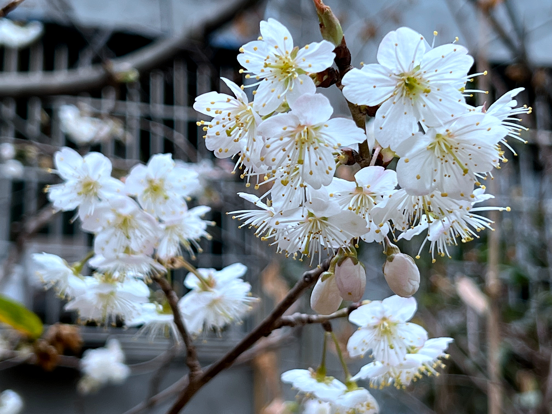 三月樱桃花悄然绽放为春天增添一抹靓丽颜色