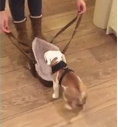 朋友遛狗不栓绳,一个包包就能乖乖带狗出去,还不怕丢!休闲区蓝鸢梦想 - Www.slyday.coM 朋友遛狗不栓绳,一个包包就能乖乖带狗出去,还不怕丢!休闲区蓝鸢梦想 - Www.slyday.coM