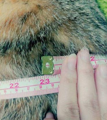 主人给肥猫咪测量腰围猫咪一副不敢置信的样子我有那么胖吗