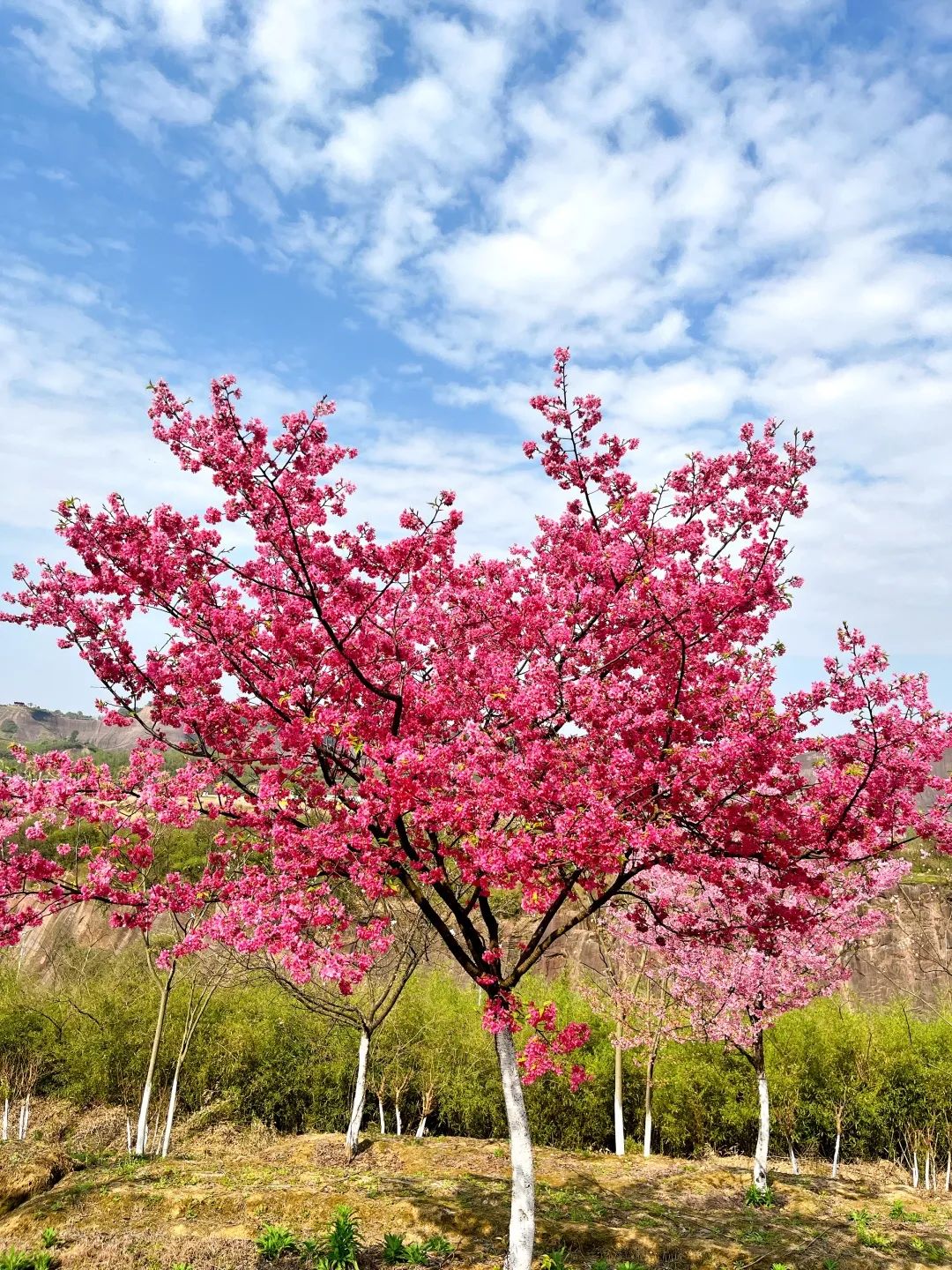 高椅岭樱花图片