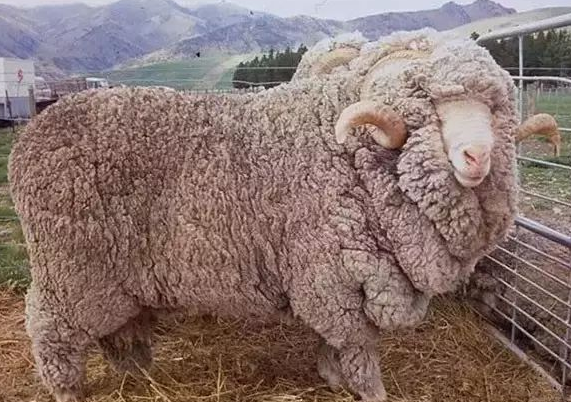 全世界羊的种类竟然高达100 ,盘点那些长相奇特的羊__财经头条