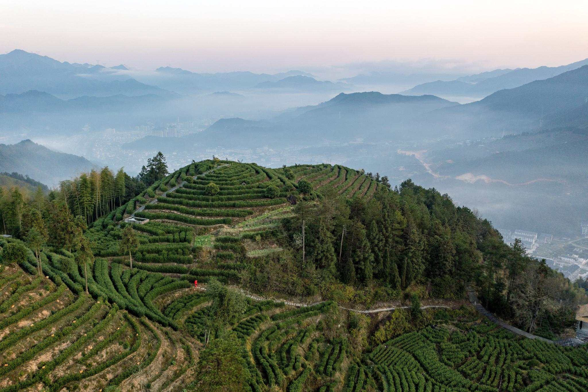 发(李肃人摄)3月12日,茶农在湖南省双牌县上梧江瑶族乡云台山茶园采茶