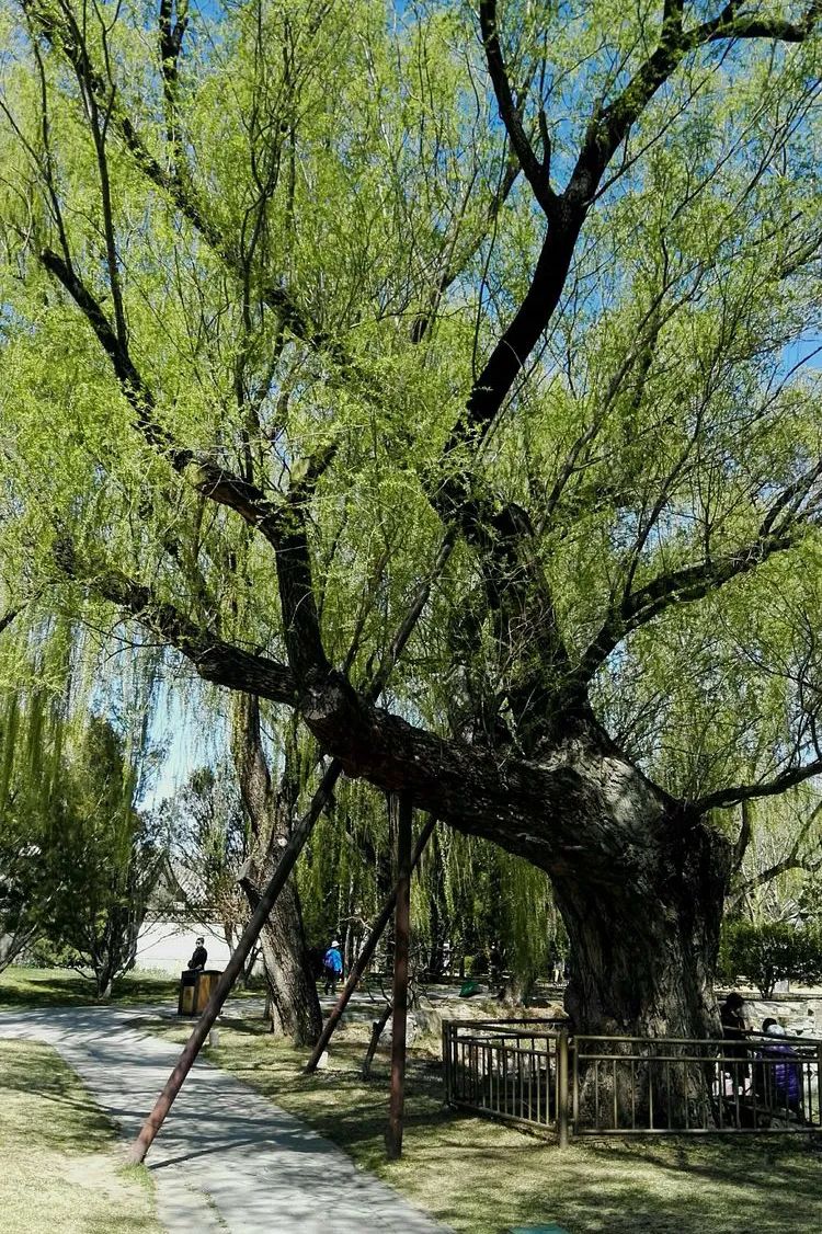 312植树节暖春将至与草木一起拥抱园林