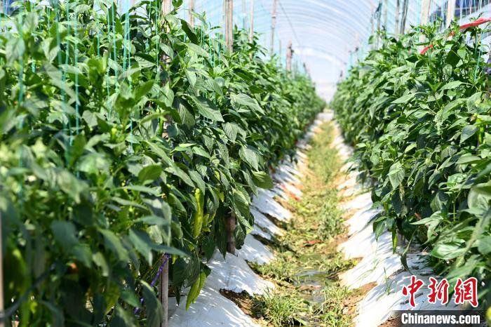 美营禽族村大棚内种植的青椒. 张金川 摄