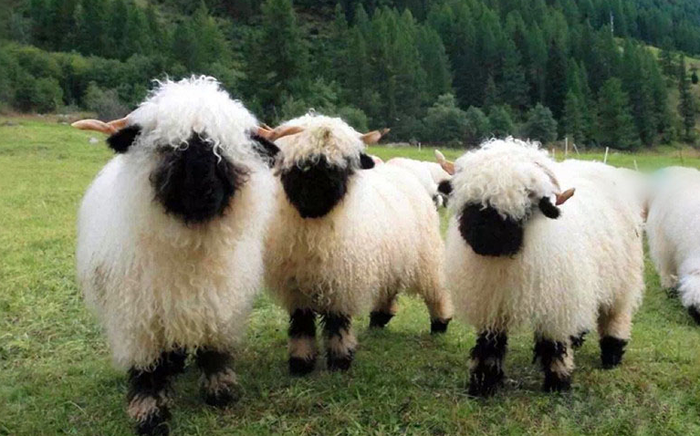 全世界羊的种类竟然高达100 ,盘点那些长相奇特的羊__财经头条