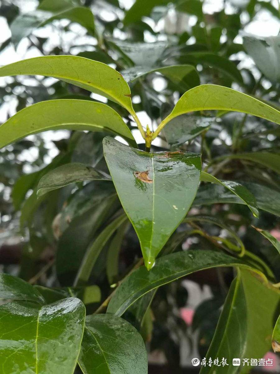 春雨贵如油，棉袄先别收！情报员用镜头记录雨中实况，一起看看吧休闲区蓝鸢梦想 - Www.slyday.coM