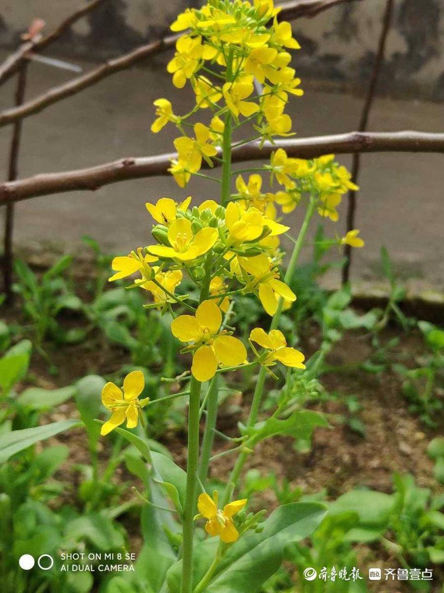 春雨贵如油，棉袄先别收！情报员用镜头记录雨中实况，一起看看吧休闲区蓝鸢梦想 - Www.slyday.coM