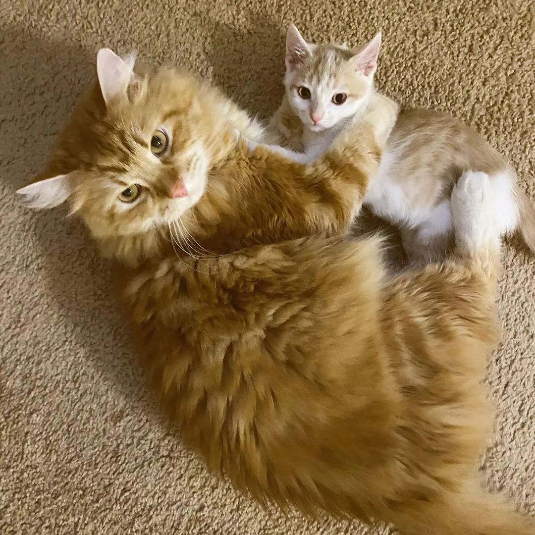 害羞小猫胆小到不敢下床热情大猫彻底改变他