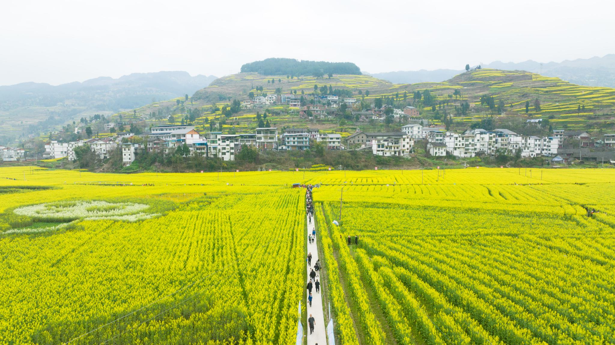 新华社发(邓刚 摄)3月12日拍摄的贵州省铜仁市碧江区瓦屋乡油菜花田