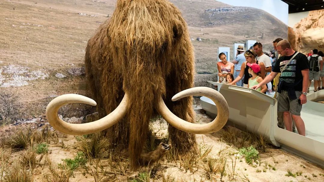 复活猛犸象基本不可能