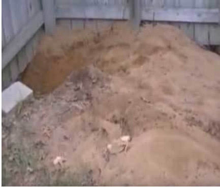 男子听到狗狗狂吠不止,好奇过去发现有情况,挖开之后惊讶不已休闲区蓝鸢梦想 - Www.slyday.coM 男子听到狗狗狂吠不止,好奇过去发现有情况,挖开之后惊讶不已休闲区蓝鸢梦想 - Www.slyday.coM