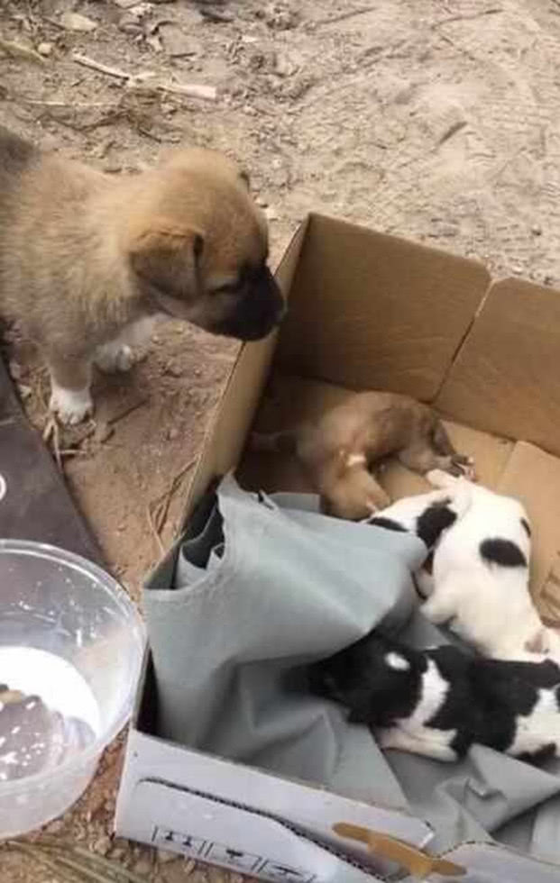 小姐姐碰见被抛弃的奶狗，带回家将其收养，小黄狗的反应亮了休闲区蓝鸢梦想 - Www.slyday.coM